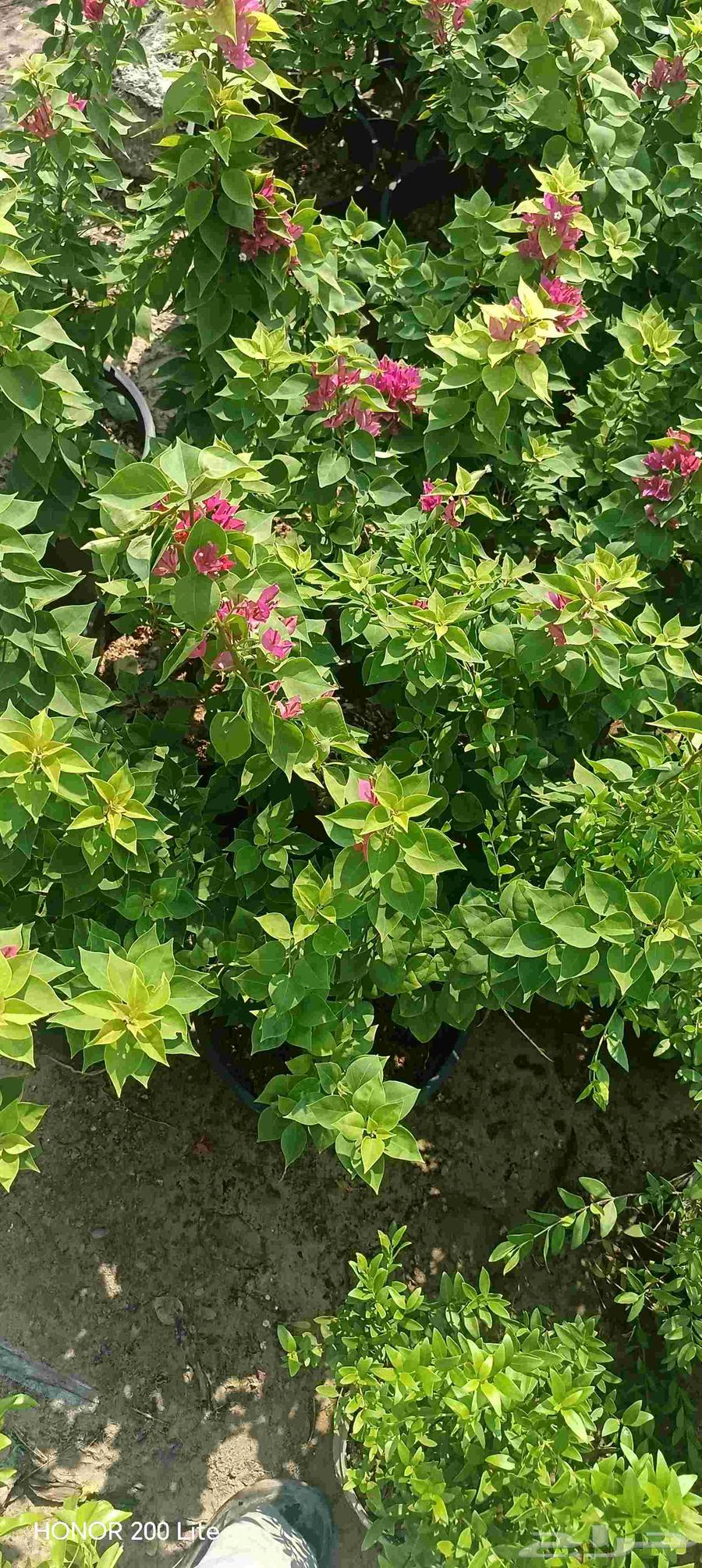 ابو محمد لتنسيق الحديق64183251544067112