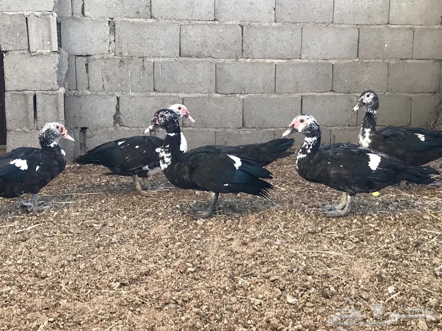 ذكور بط شهرمان او مسكوفي64568838314113112