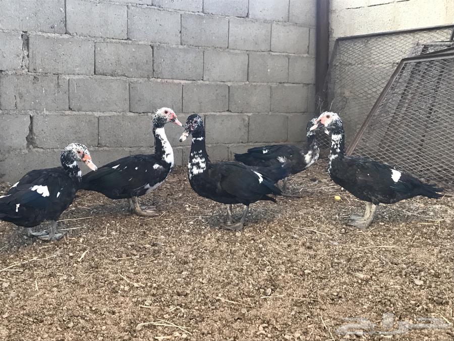 ذكور بط شهرمان او مسكوفي64568838314113111