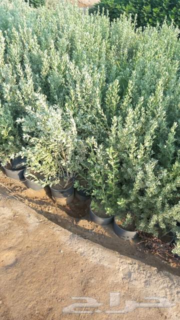 زراعه الاشجار والعشب الطبيعي64182777368066112