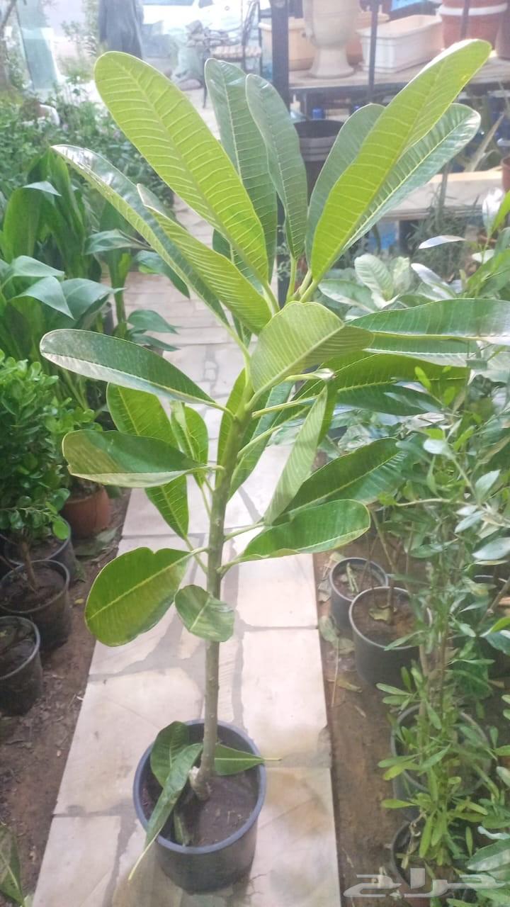 تنسيق حدائق منزليه وعام وتصنيع شلالة ونوفير64569998547330112