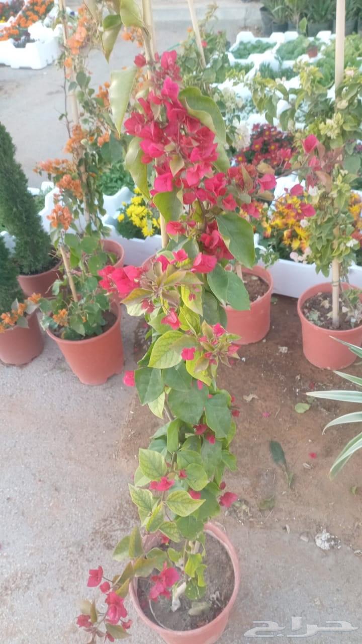 تنسيق حدائق منزليه وعام وتصنيع شلالة ونوفير64569998547330111