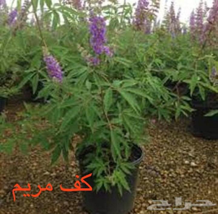 منسق حديق وتركيب جميع شبكات الري العادي والاتمتك64181563794305114