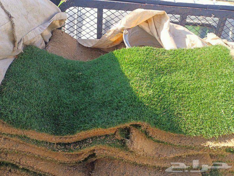 زراعه الاشجار والعشب الطبيعي64182777368066111