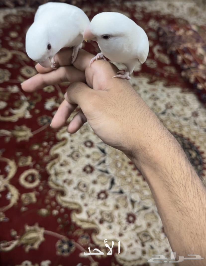 Pineapple Pair – Pure Product with Red Eyes64692094889218112