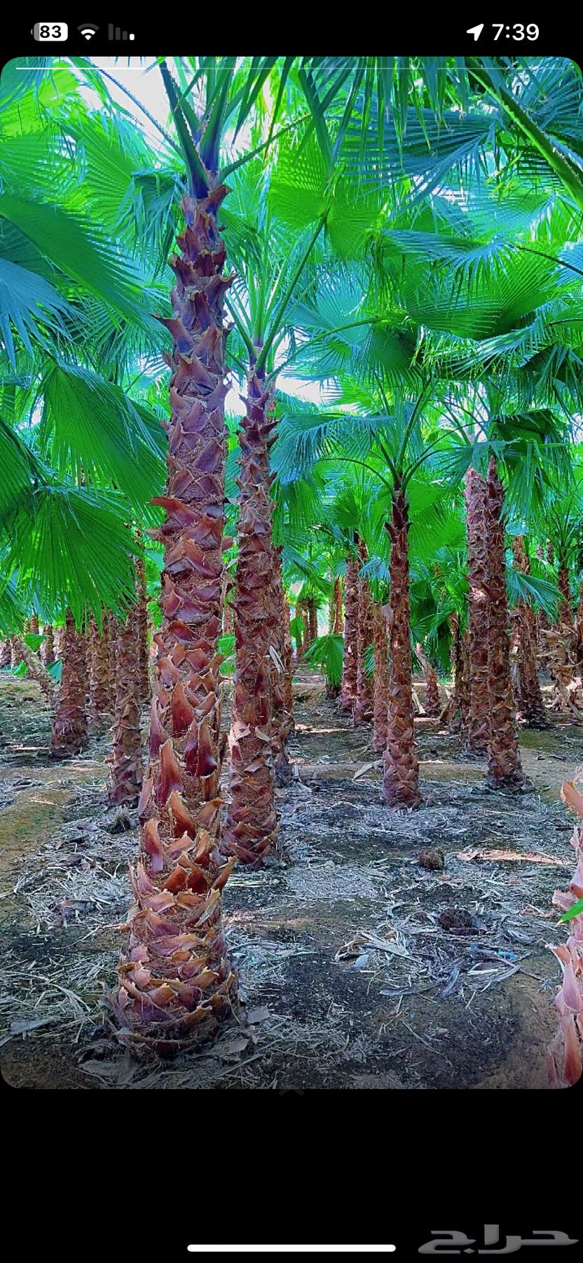 نخل واشنطن64183009273731114