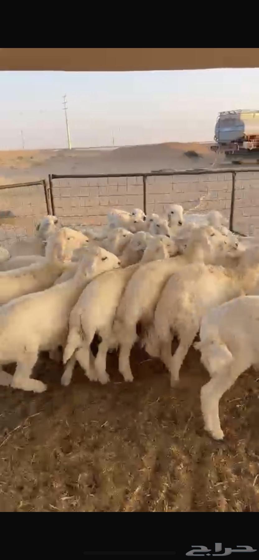 I have 27 sheep with 3 rams, closed fat, age 3 to 4 months64551262513923110