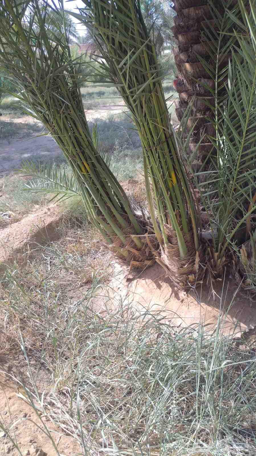 Abu Ahmed64183013576833112