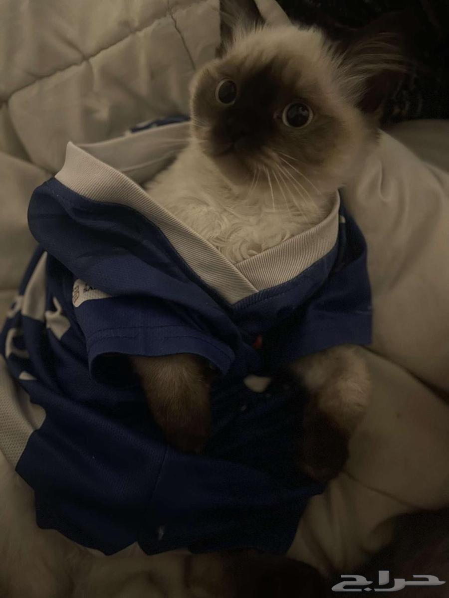 قطة للتزاوج أنثى هملاياء64215755691137110