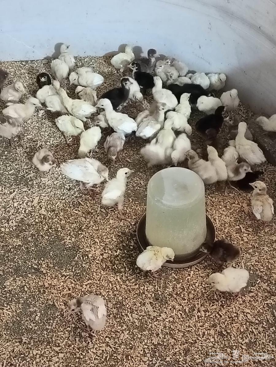 للبيع صوص دجاج رومي64593448223874110