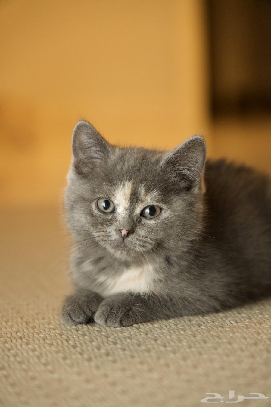 قطط للبيع64465968700290110