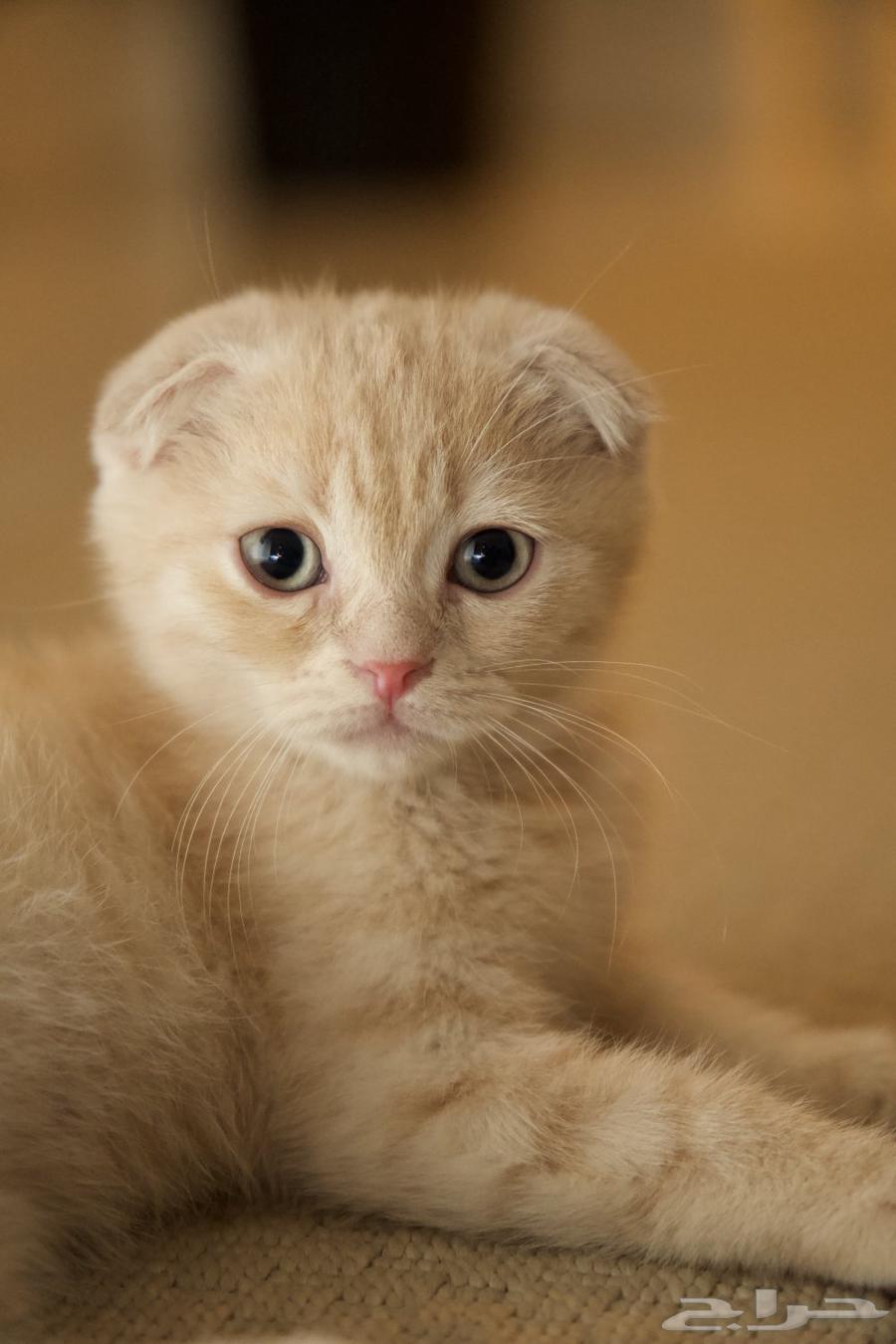 قطط للبيع64465968700290114