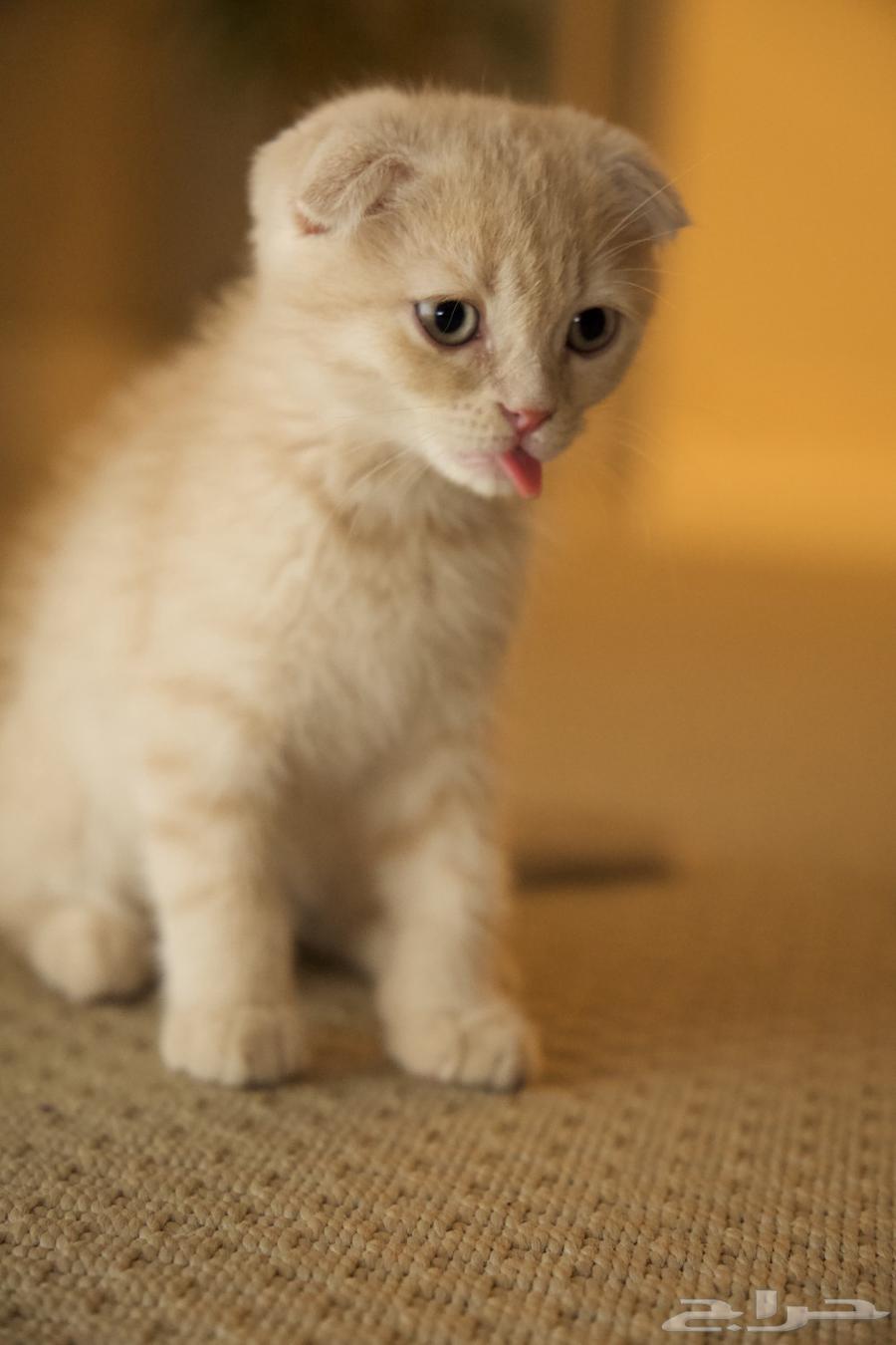 قطط للبيع64465968700290113
