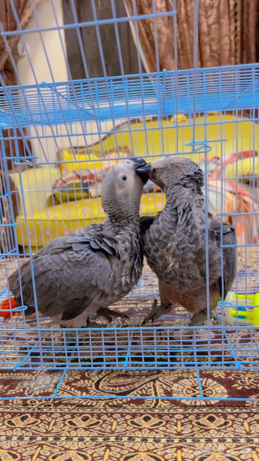 فروخ كاسكو انتاج محلي الصحه ممتاز وعلى الشرط ( تم البيع )64523387225219112