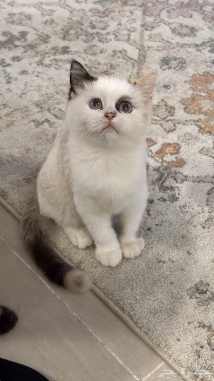 قطتان كيتن للبيع64597385151874110