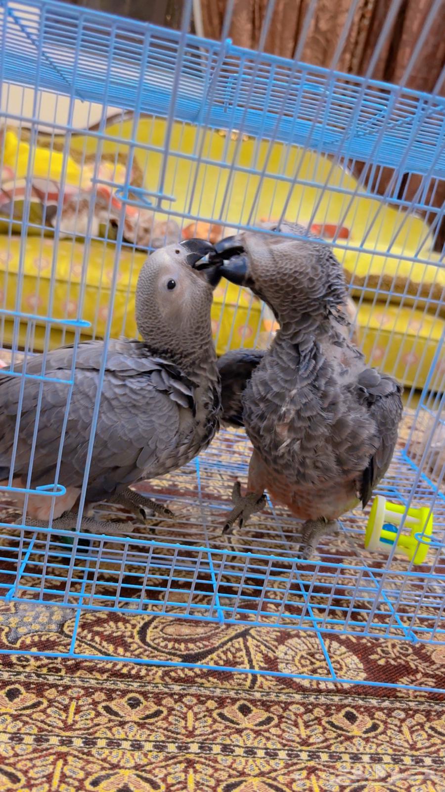 فروخ كاسكو انتاج محلي الصحه ممتاز وعلى الشرط ( تم البيع )64523387225219110