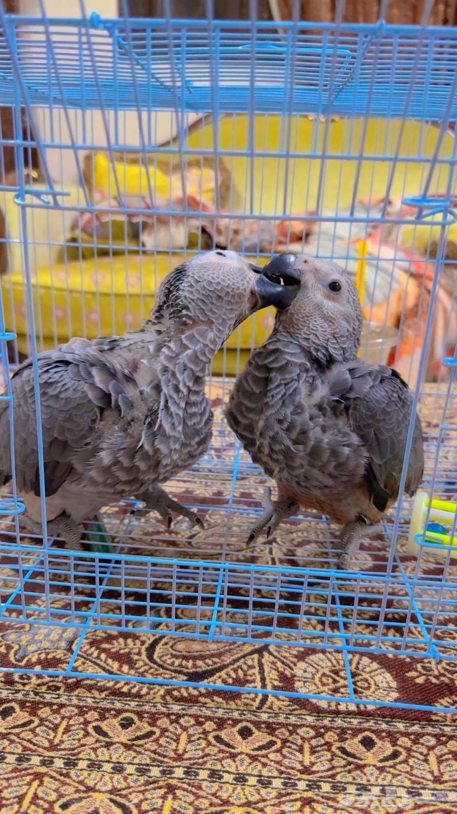 فروخ كاسكو انتاج محلي الصحه ممتاز وعلى الشرط ( تم البيع )64523387225219113