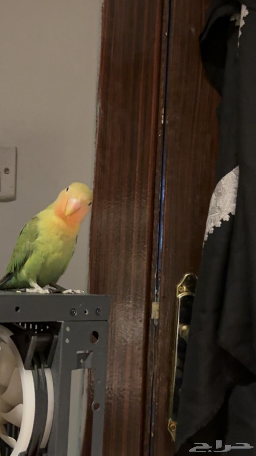 طير روز اليف64516424306177113