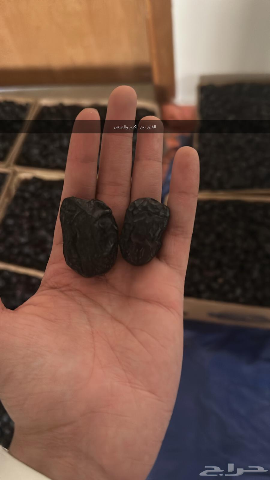 عجوة مبرومة جملة انتاج هذه السنة 1447 هجري64415370774787113