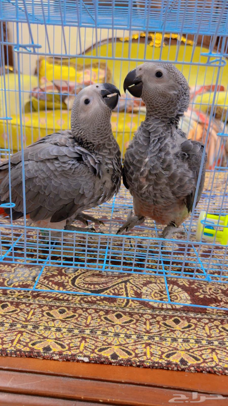 فروخ كاسكو انتاج محلي الصحه ممتاز وعلى الشرط ( تم البيع )64523387225219111