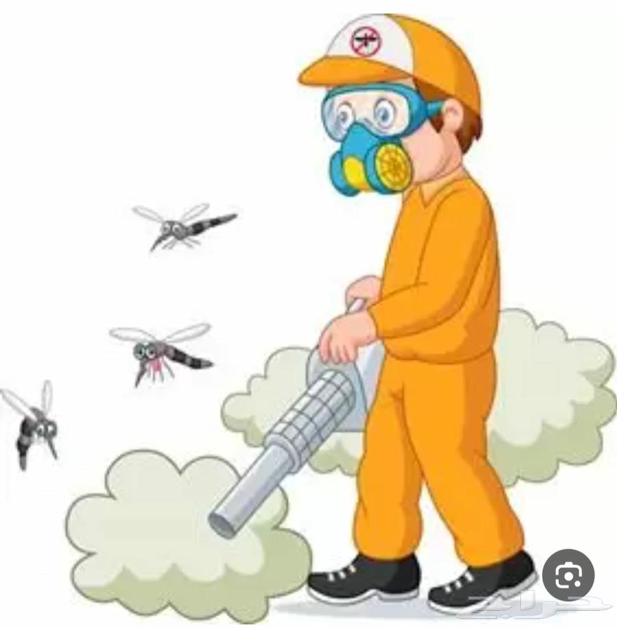 شركه مكافحه حشرات بجده بق الفراش صراصير النمل الابيض الوزغ ح64187070235267110