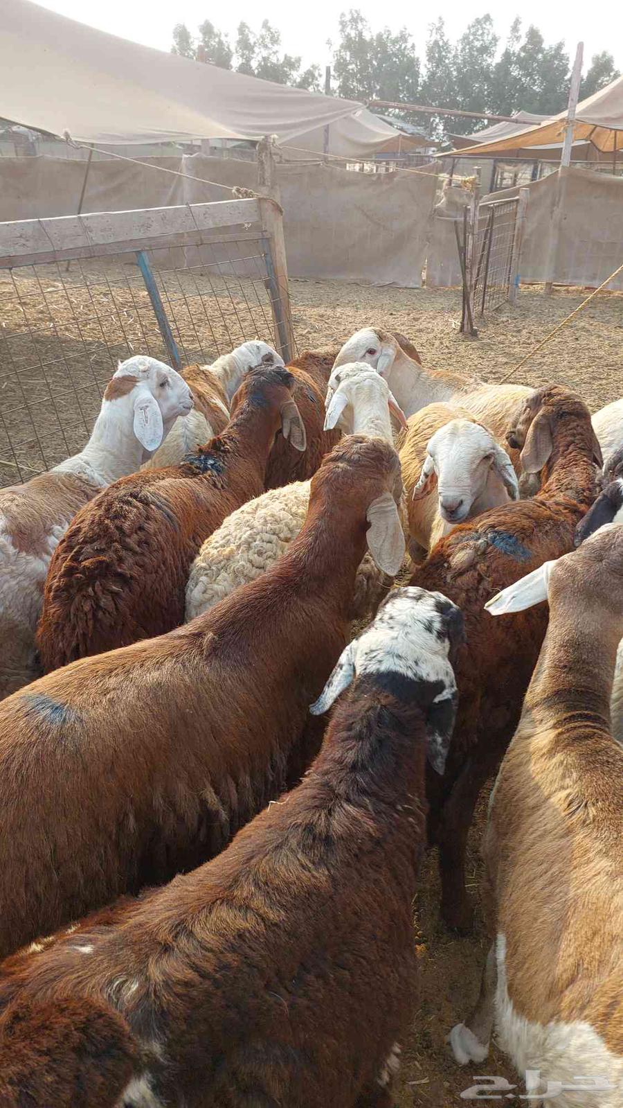 سواكني تربيه ا64588011771779114