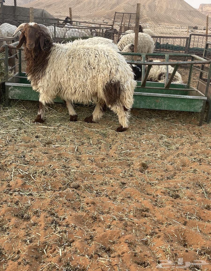 بيع ذبايح لبلدي64446549820289110