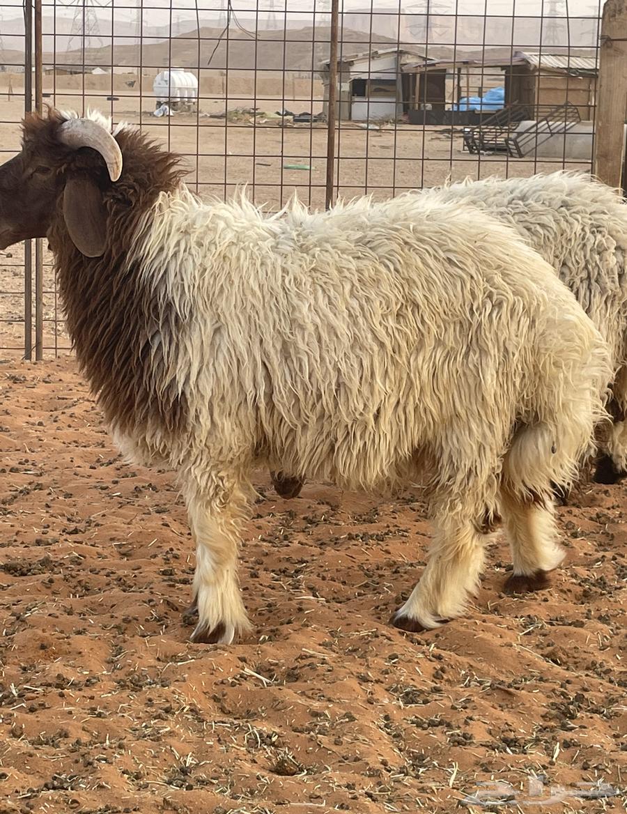 بيع ذبايح لبلدي64446549820289111