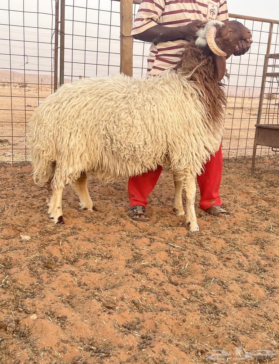 بيع ذبايح لبلدي64446549820289112