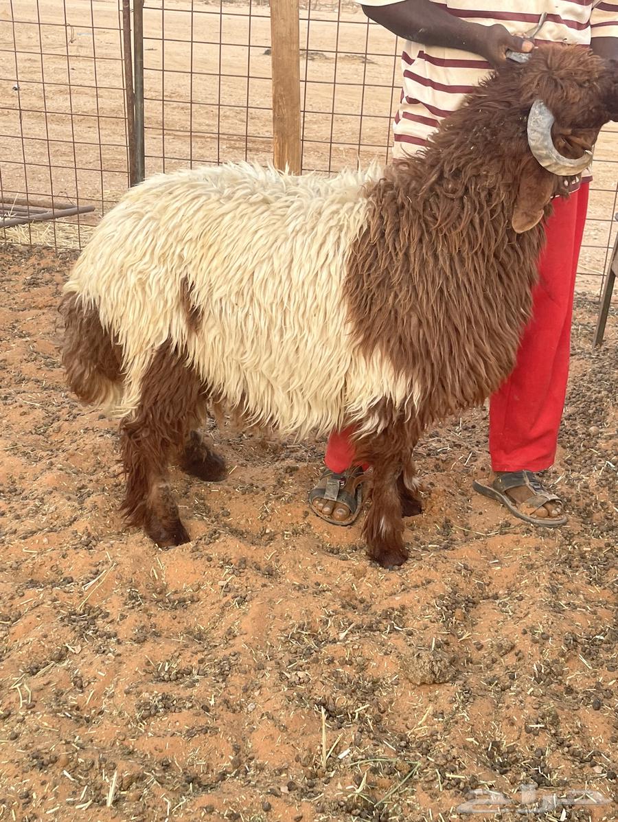 بيع ذبايح لبلدي64446549820289114