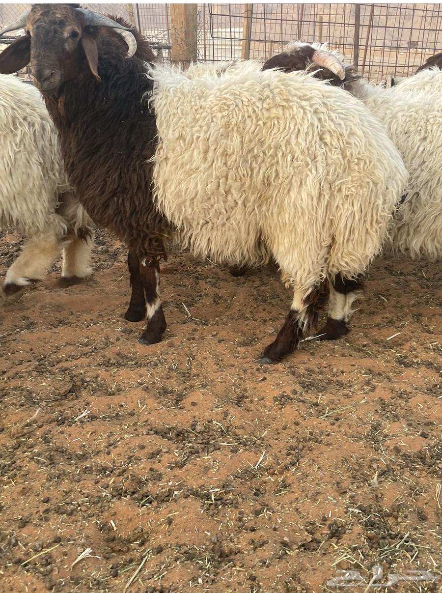 بيع ذبايح لبلدي64446549820289113