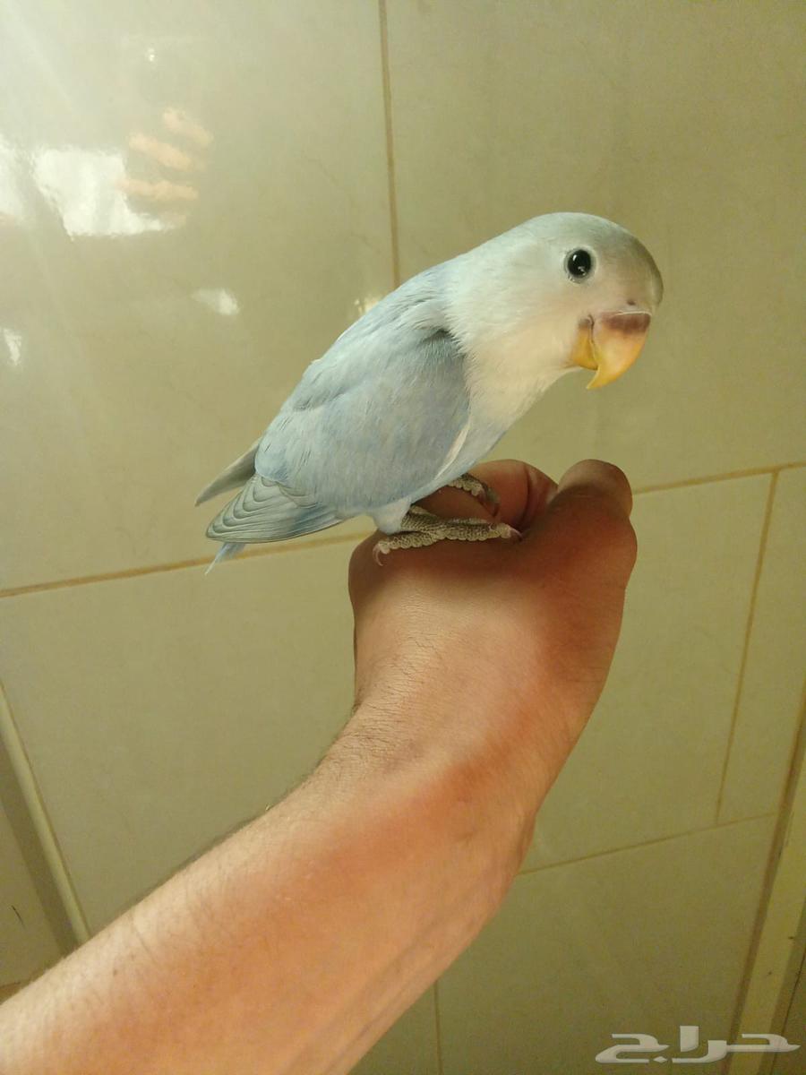 للبيع طير روز اليف هدد64523090463873110