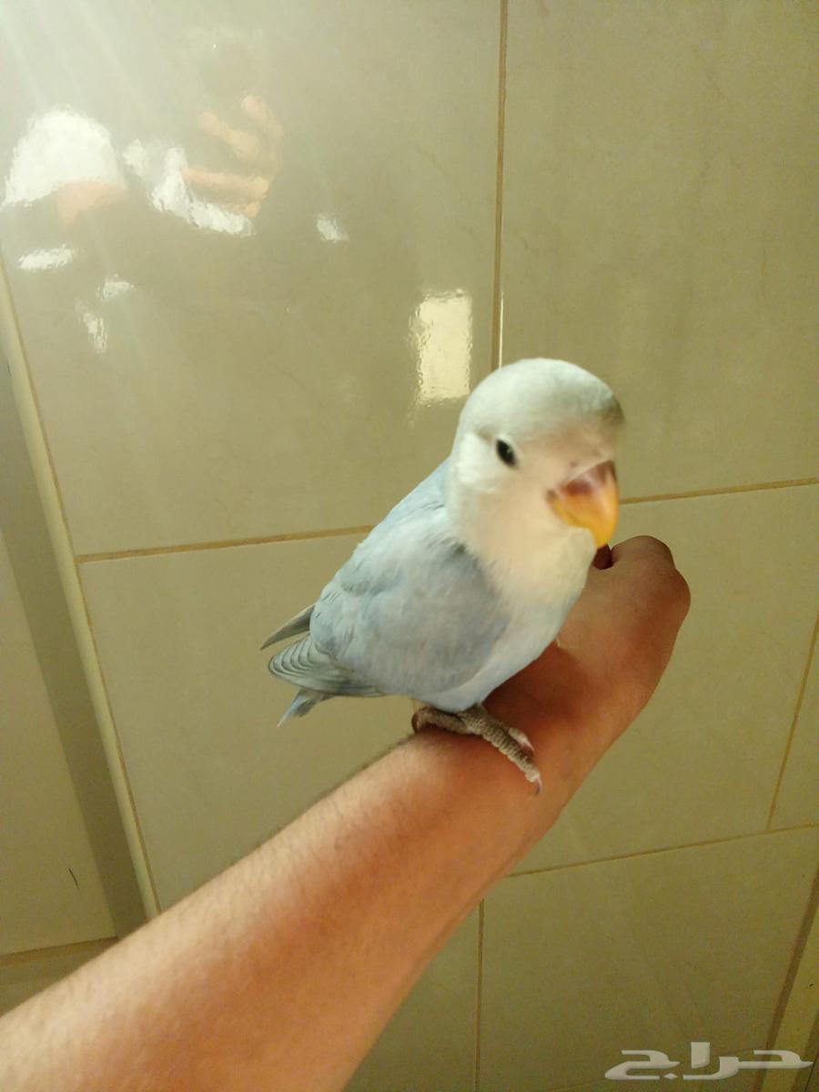 للبيع طير روز اليف هدد64523090463873111