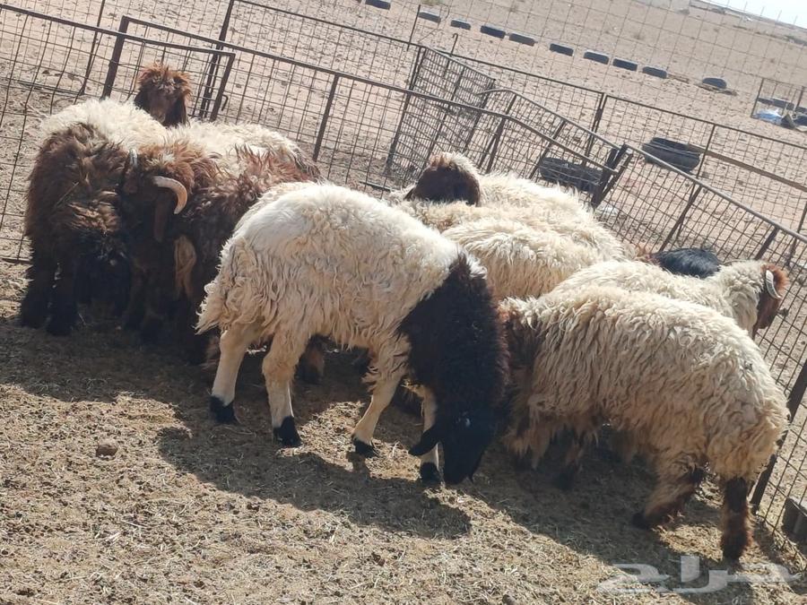 Dhabaeh and Tamaem (Hari Naaim Najd) Cash and Delivery (Tamara Available)64440587645441113