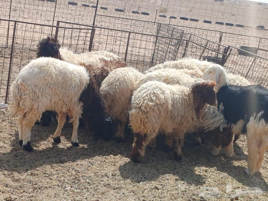 Dhabaeh and Tamaem (Hari Naaim Najd) Cash and Delivery (Tamara Available)64440587645441112