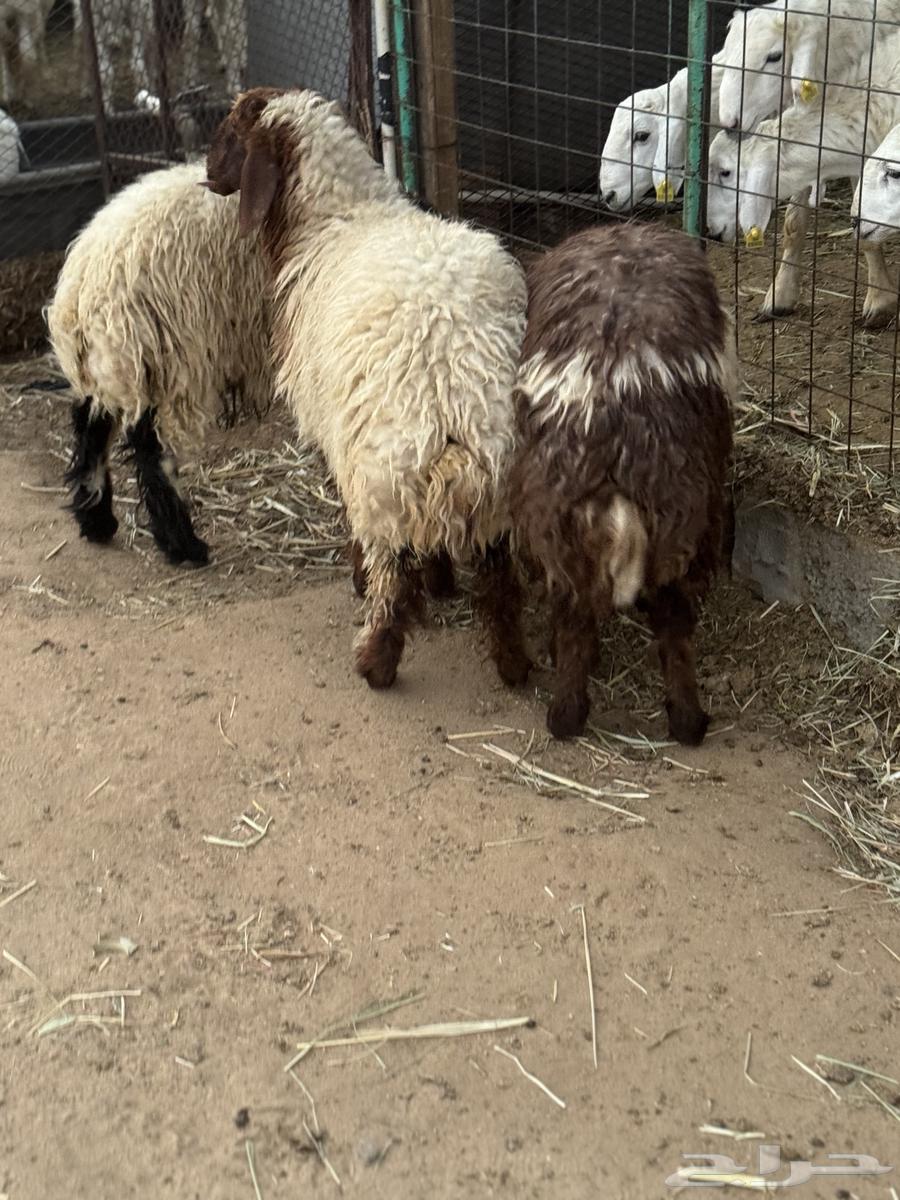 رخال نعيمية64565911870338113