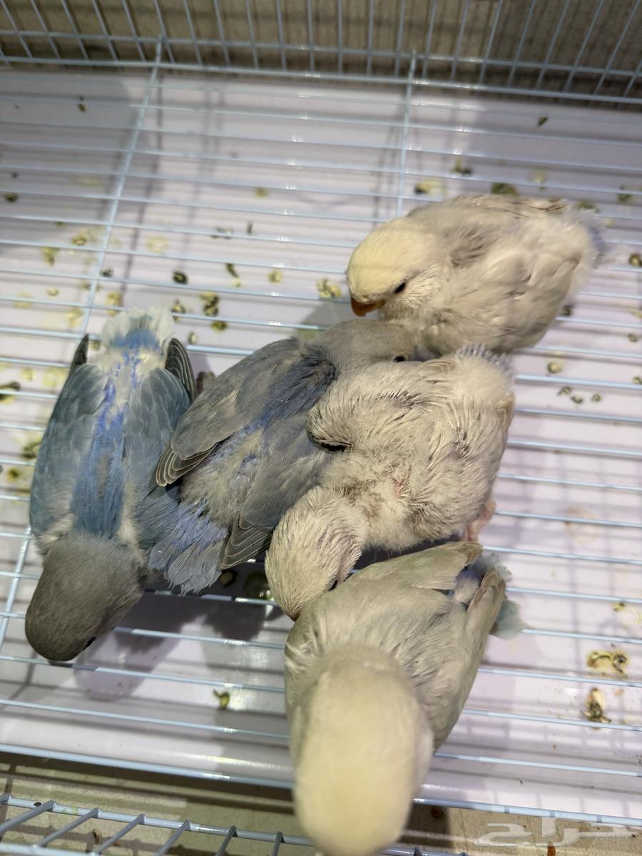 روز اليف64555319415297112