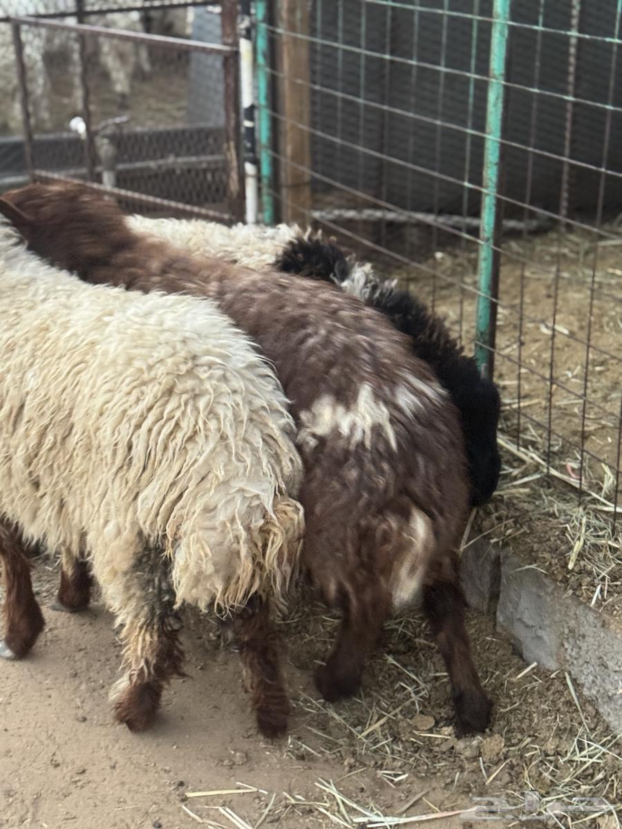 رخال نعيمية64565911870338112