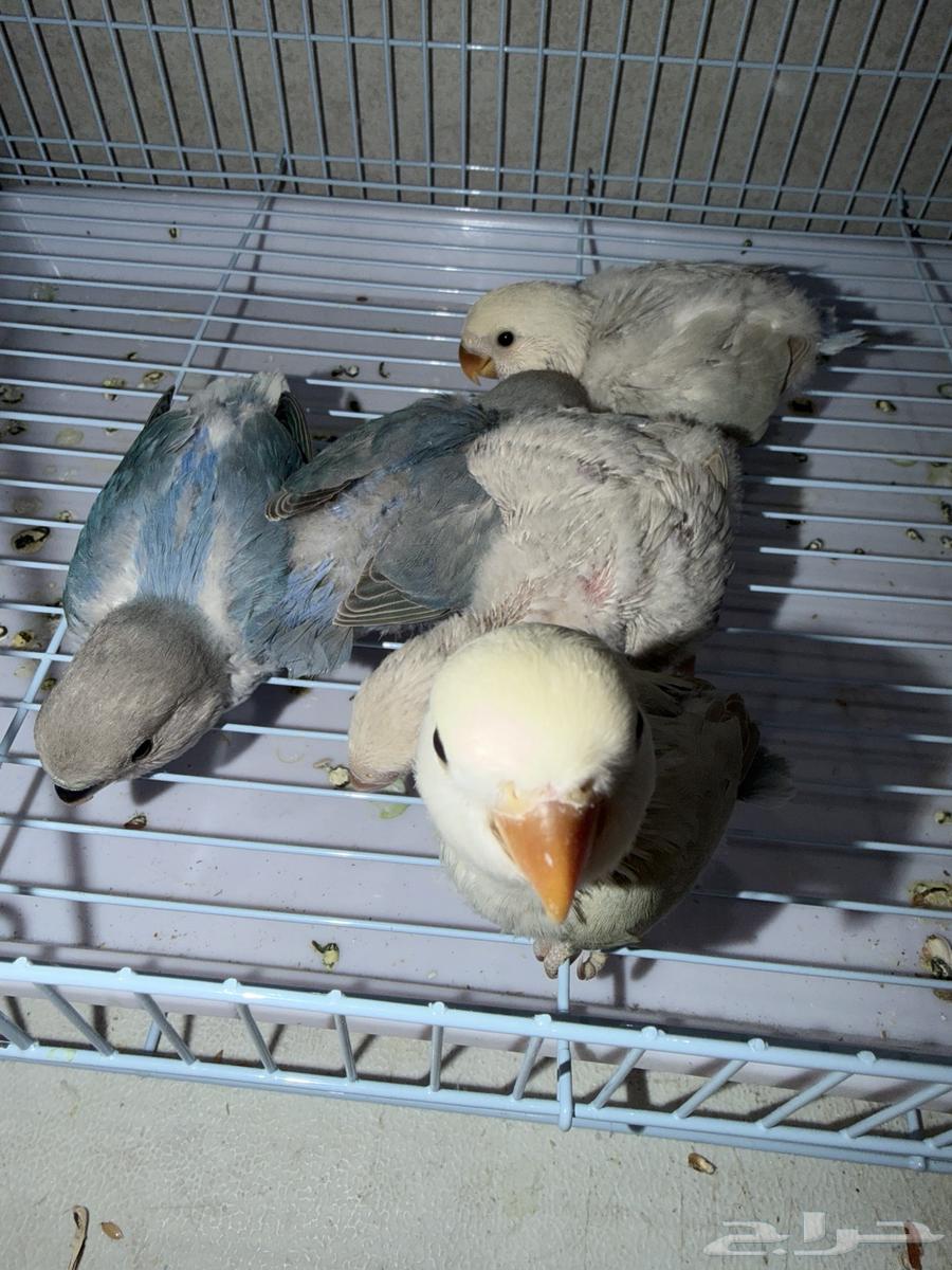 فرخ روز اليف64417807629059111