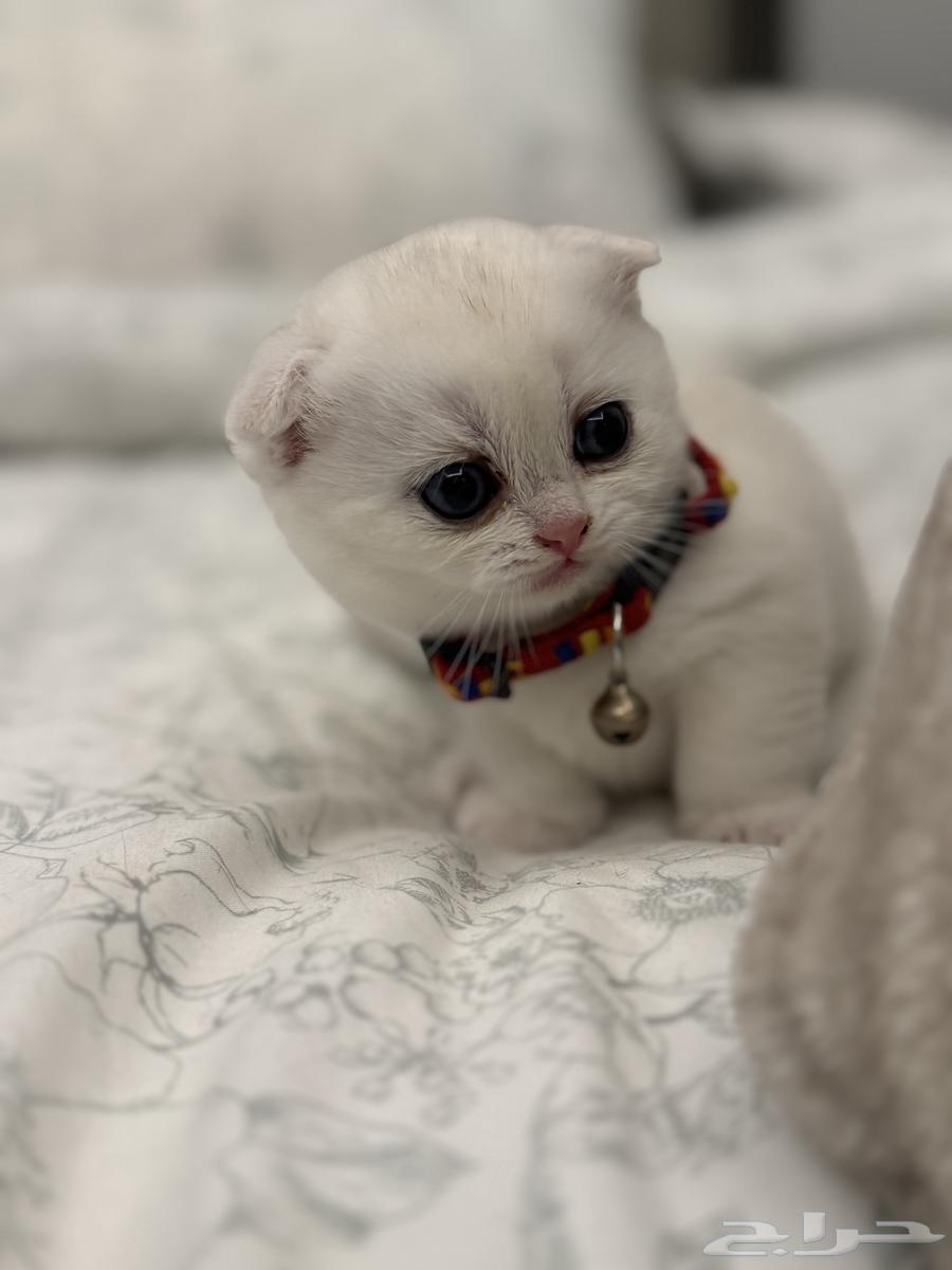 قط سكوتش تربل فولد للبيع64645765049601114