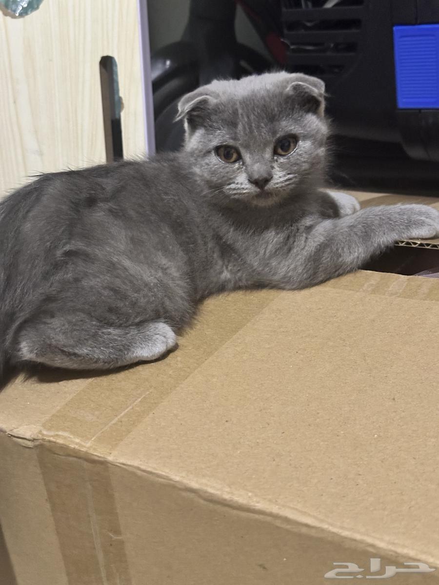 كيتن سكوتش بلو للبيع64643688417921111