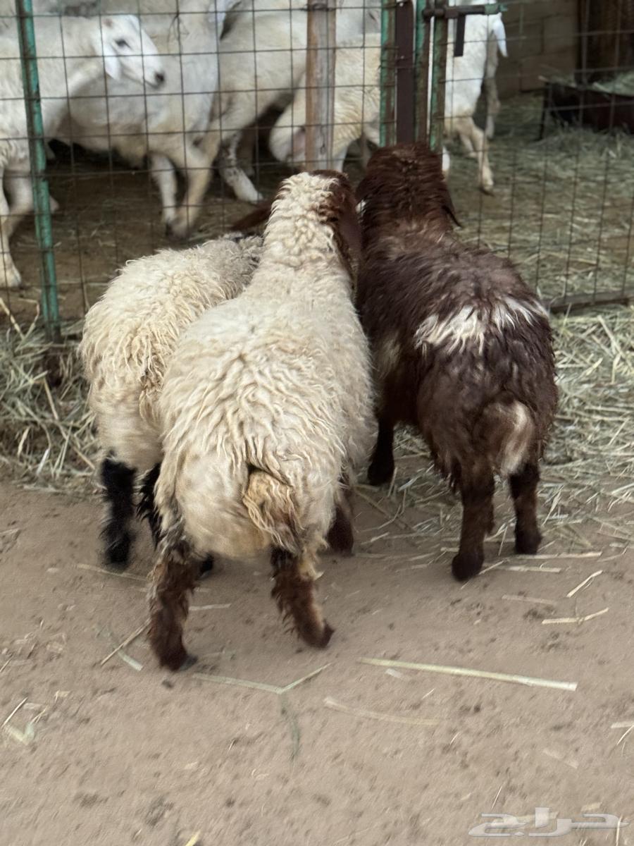 رخال نعيمية64565911870338111