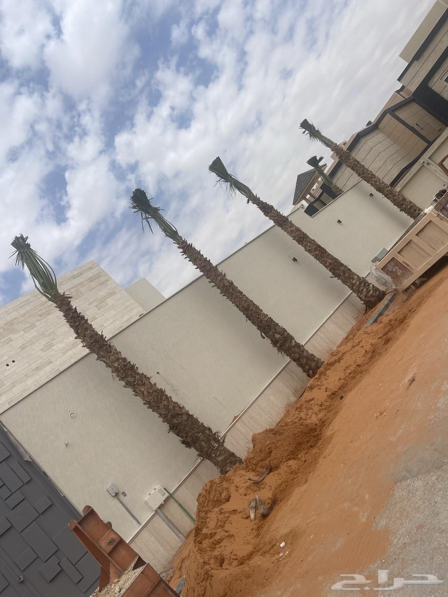نخيل واشنطن للبيع بجميع انواع المقاسات لتواصل64184733361281110