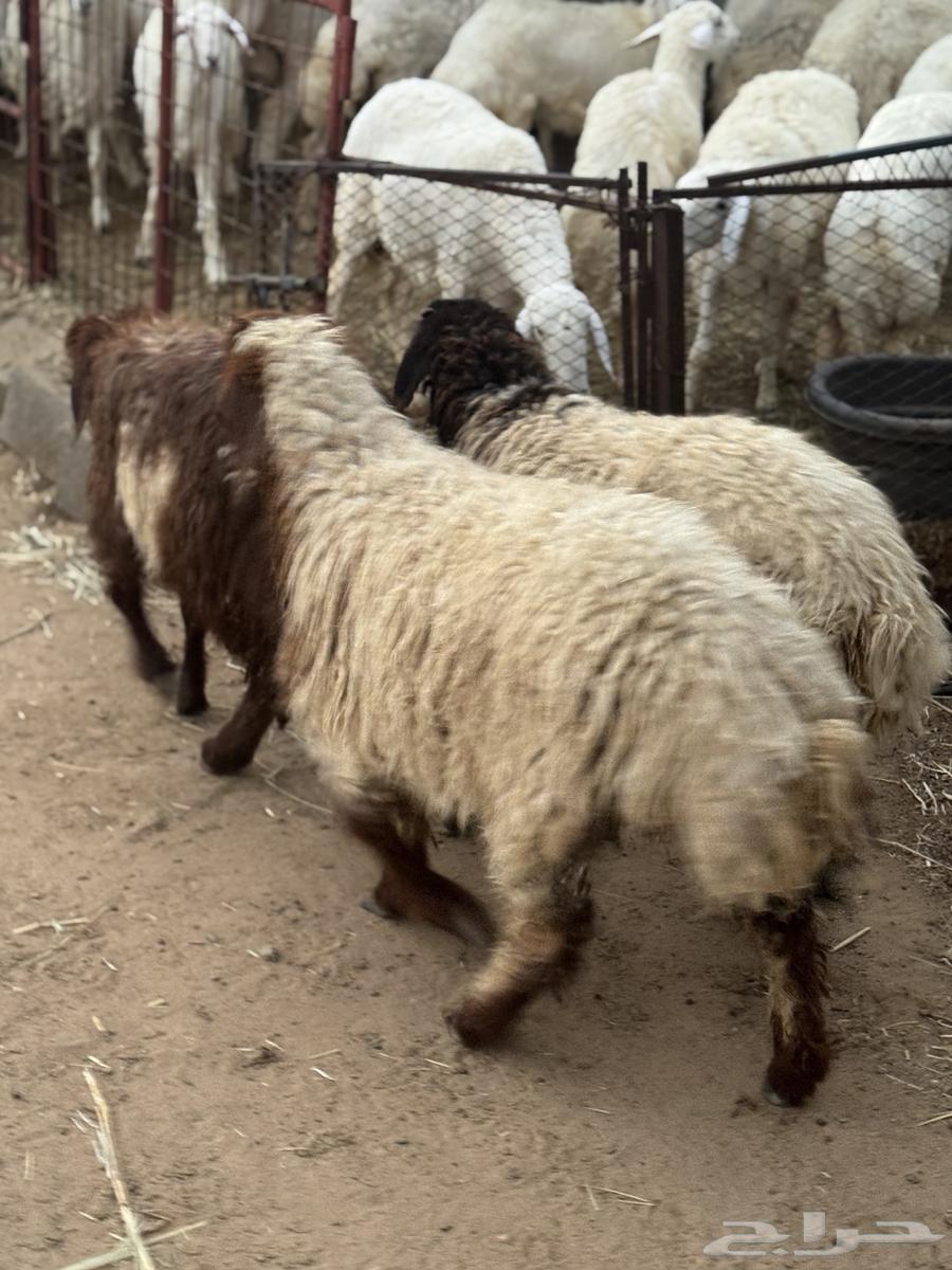 رخال نعيمية64565911870338114