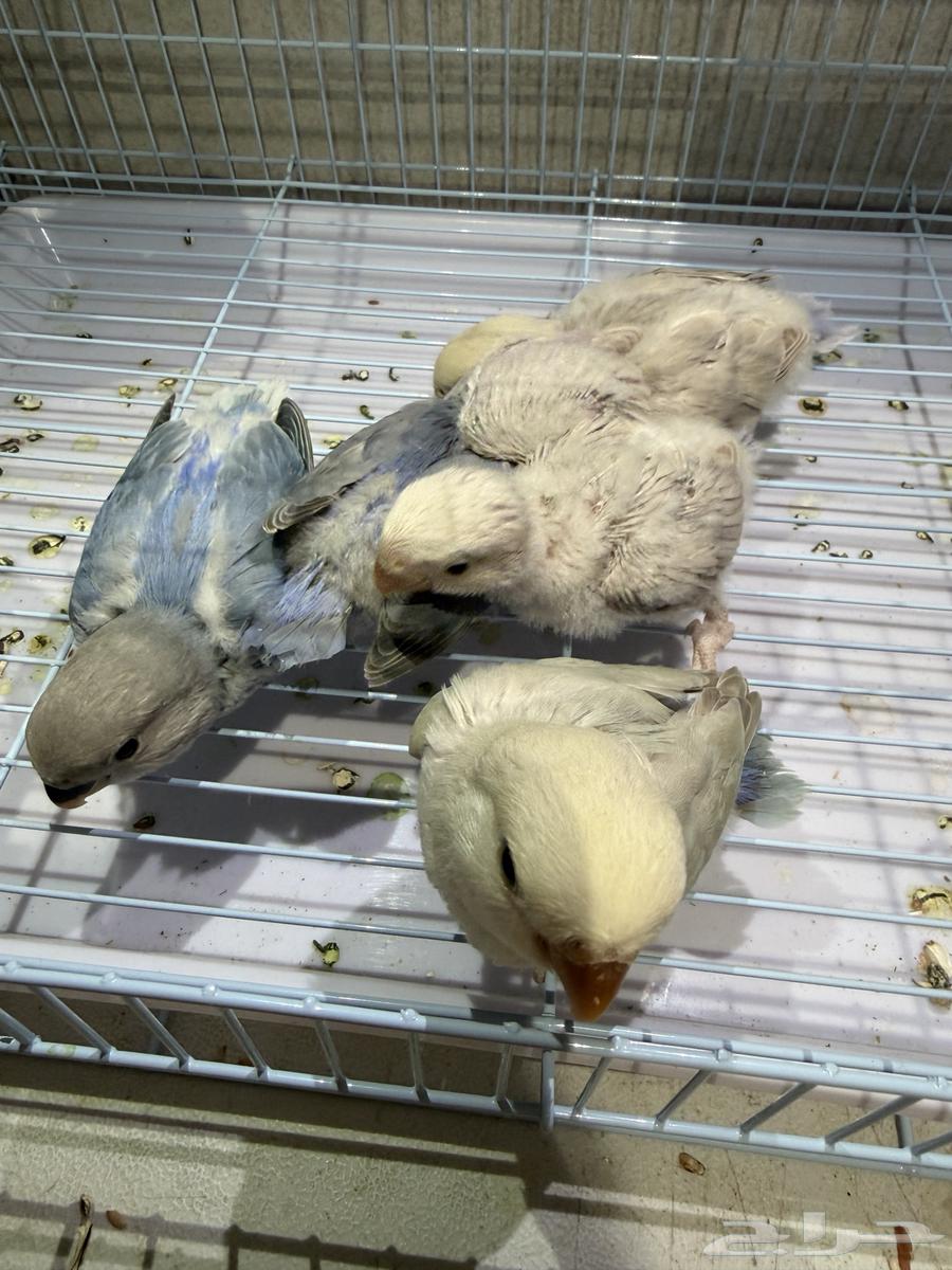 روز اليف64555319415297110