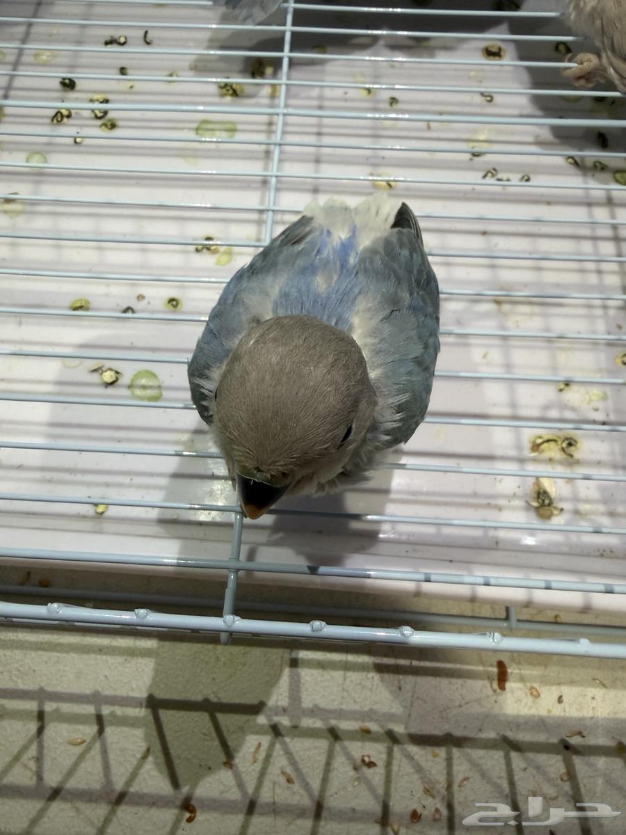 Roz64562193438978113