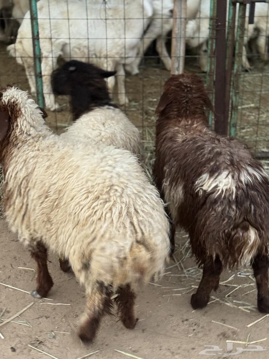 رخال نعيمية64565911870338110