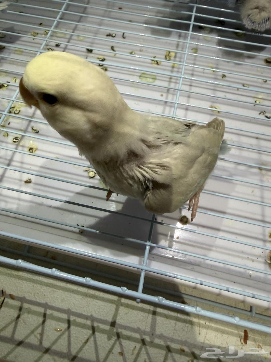 Roz64562193438978114