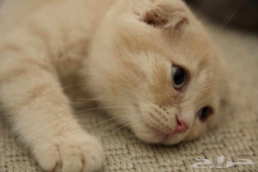 قطط للبيع64465968700290111