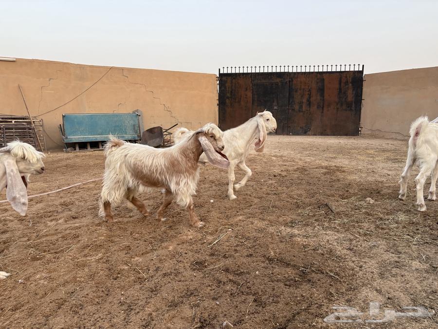 تيوس فحول عوارض ومشاريك طيبه عدد 464573347818499112